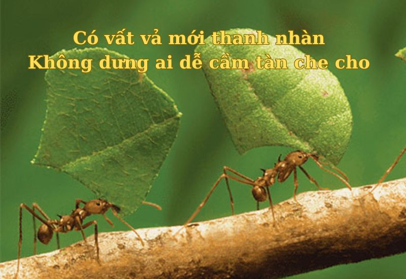 câu ca dao tục ngữ về kiên trì chăm chỉ 