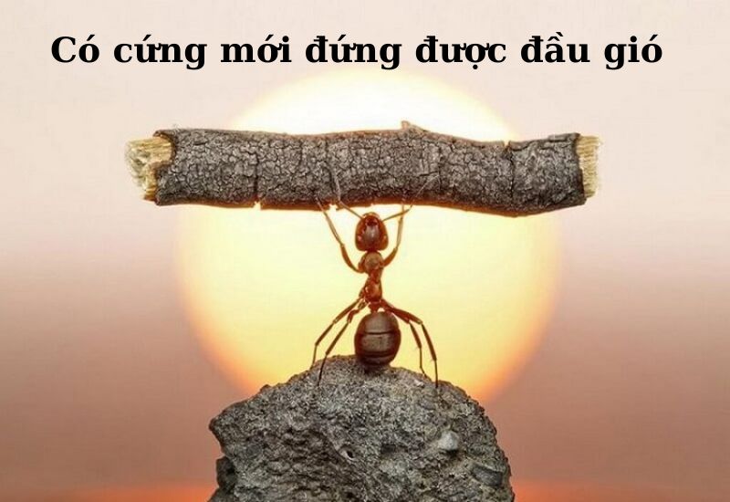 câu da dao tục ngữ về siêng năng kiên trì