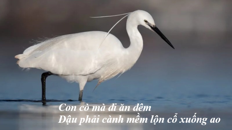 con cò mà đi ăn đêm