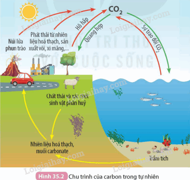 Nguồn gốc và chu trình carbon trong tự nhiên (liên quan đến chất hữu cơ)