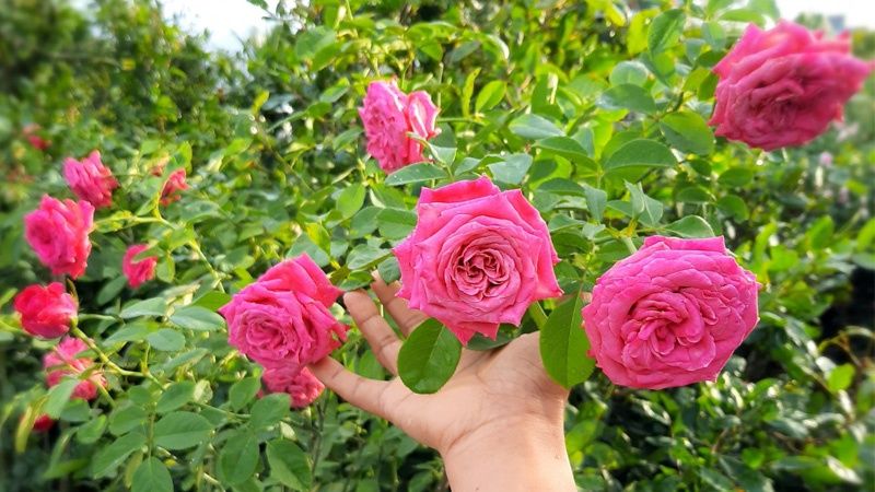 Bón Phân Và Cung Cấp Dinh Dưỡng Cho Hoa Hồng Leo (Climbing Rose Fertilizer)