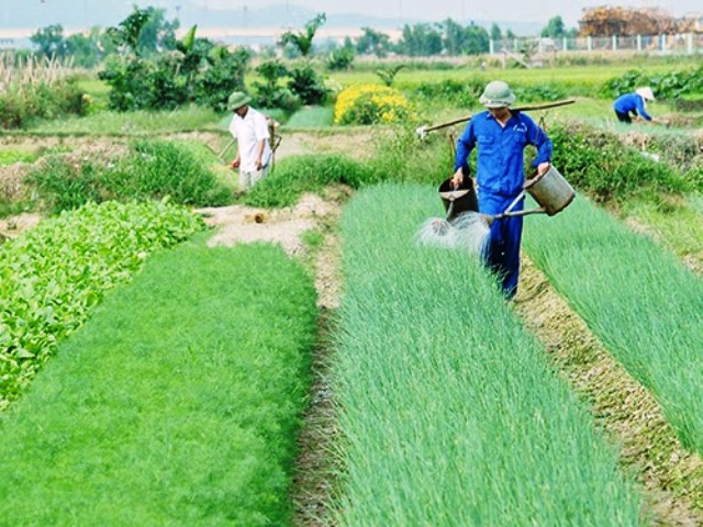 Lựa chọn biện pháp canh tác phù hợp với từng loại cây trồng và điều kiện đất đai