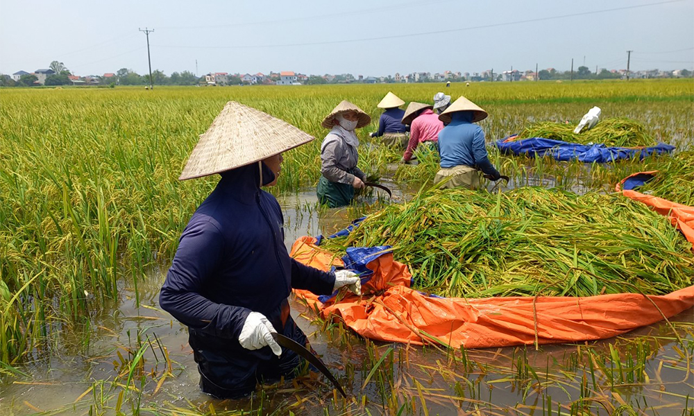 Mùa vụ thu hoạch đọt cây của các loại cây khác nhau