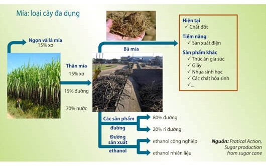 Quá trình sản xuất đường mía từ cây mía đến thành phẩm