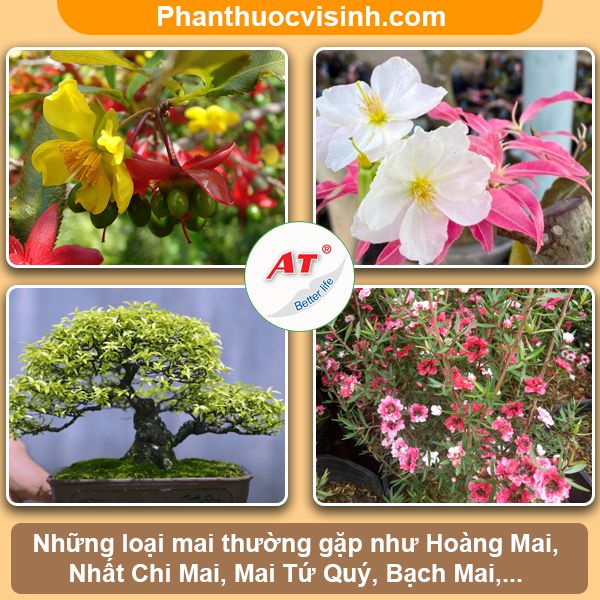 Ý nghĩa phong thủy và văn hóa của mai hoa thung trong ngày Tết