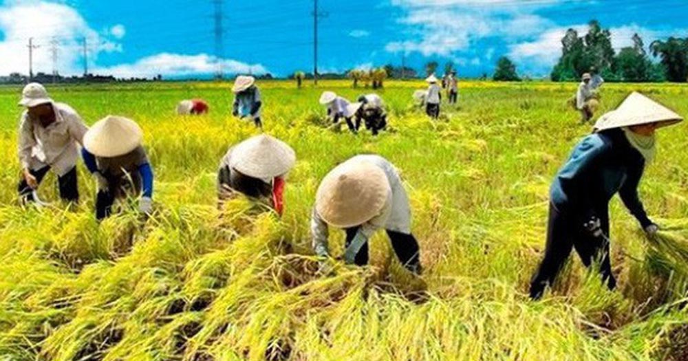 Kỹ thuật và phương pháp áp dụng đa canh hiệu quả