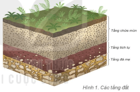 Sự khác biệt giữa các lớp đất: Lớp đất mặt và lớp đất dưới