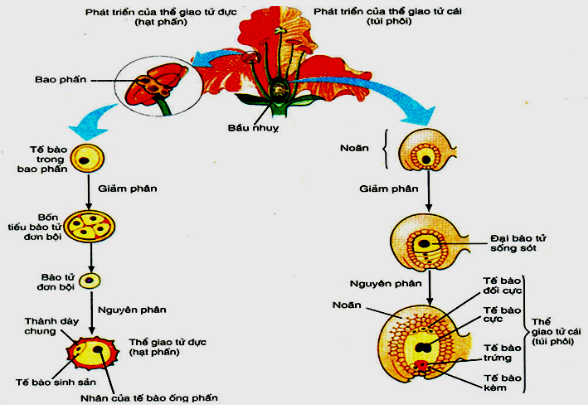 Sự khác biệt giữa bao phấn và noãn trong sinh sản hữu tính thực vật