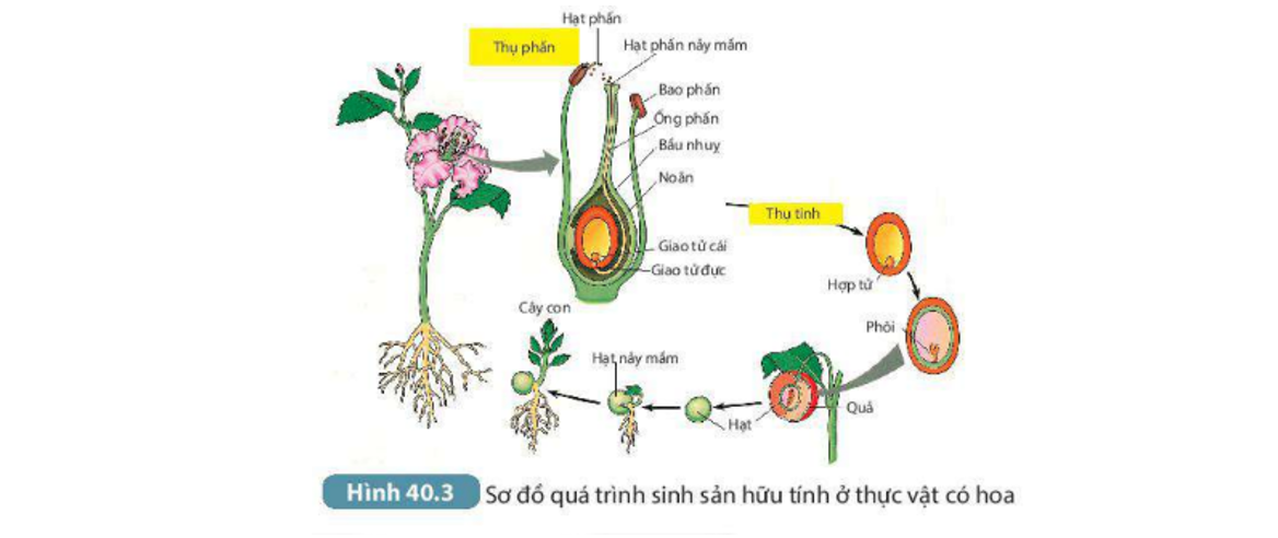 Vai trò của nhụy hoa trong sinh sản hữu tính của thực vật