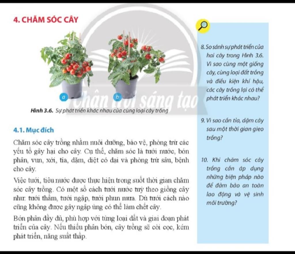 So sánh hiệu quả các phương pháp trồng dặm khác nhau