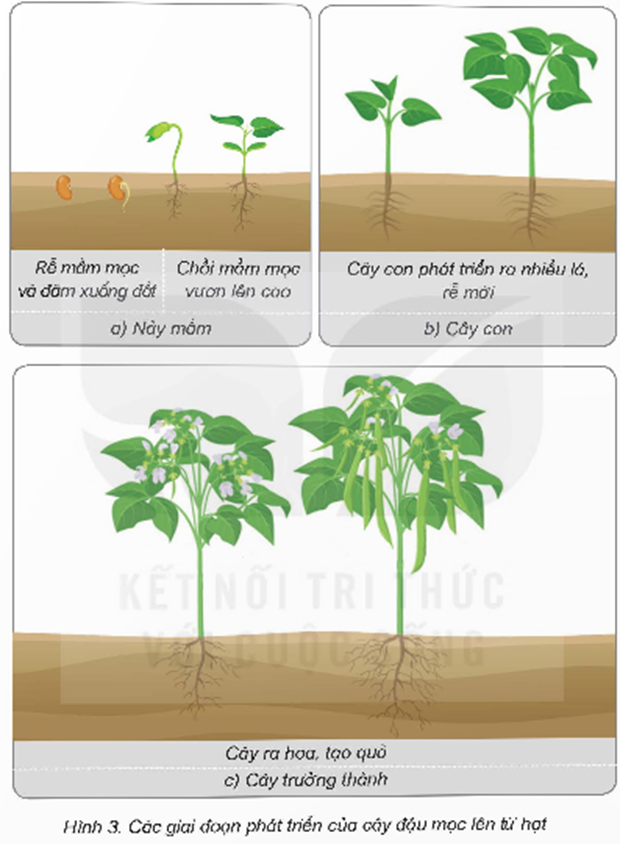 Giai đoạn phát triển của mầm cây: Từ hạt giống đến cây trưởng thành