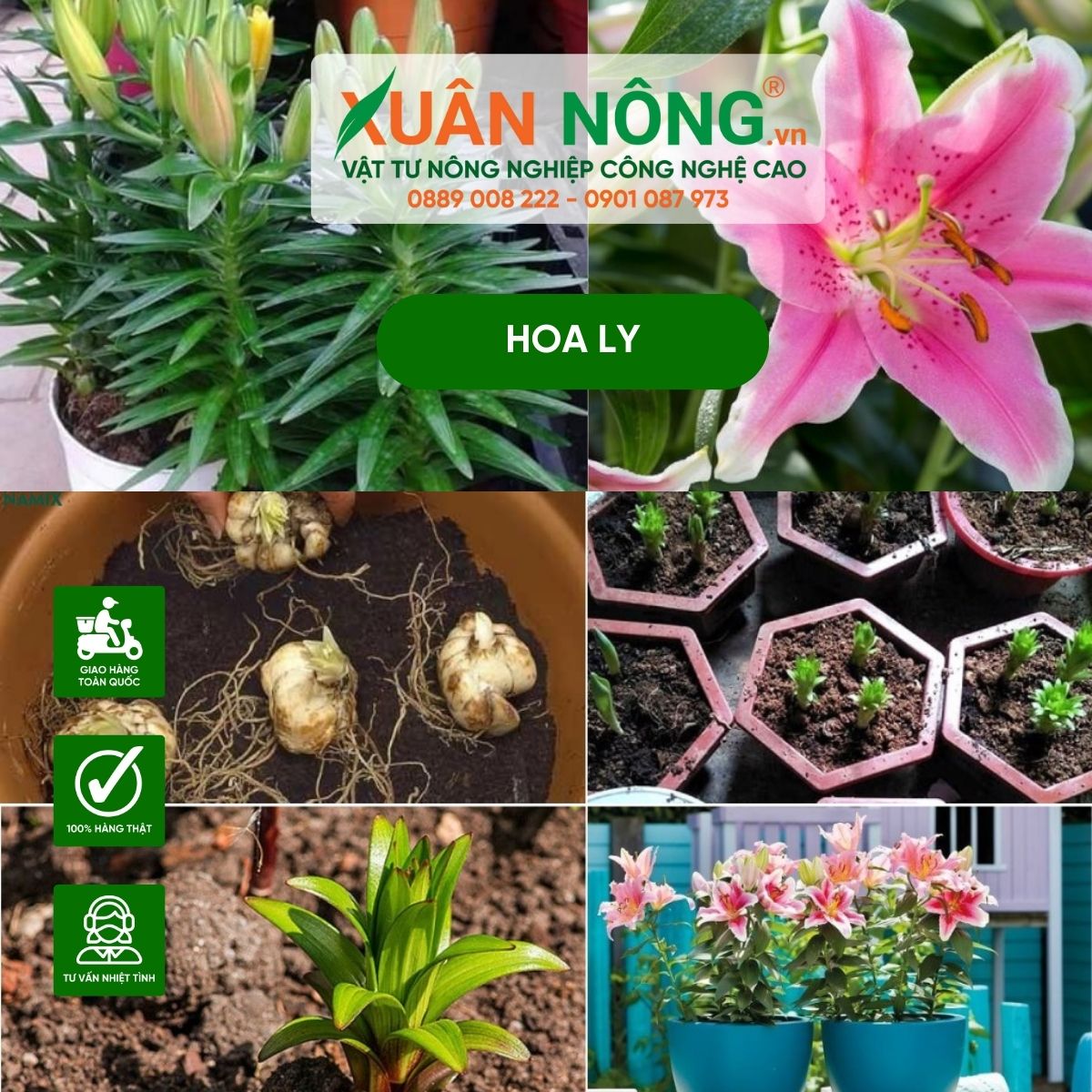 Cách trồng và chăm sóc hoa Ly tại nhà (Từ củ hoa Ly)