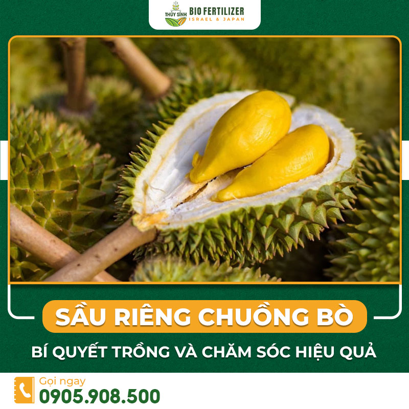 Công dụng và giá trị dinh dưỡng của sầu riêng chuồng bò