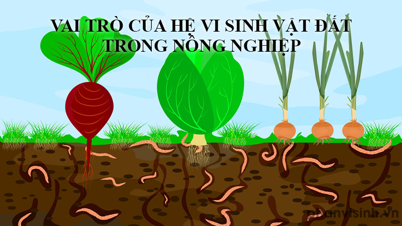 Vai trò của vi sinh vật và nước trong độ phì đất