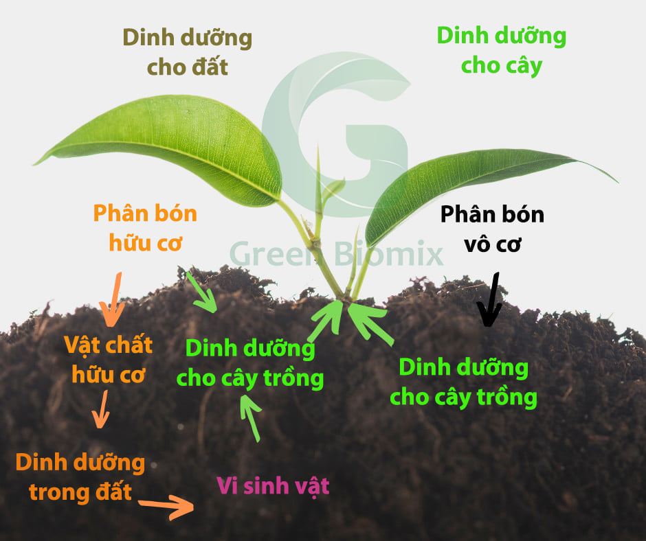 Tìm hiểu về giống cây trồng hữu cơ và đất hữu cơ khỏe mạnh