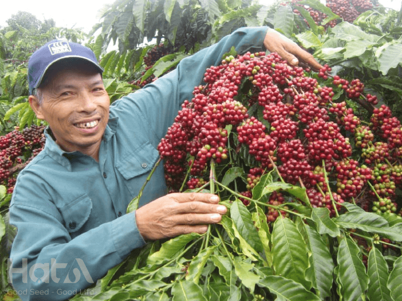 Tác động của cà phê hữu cơ đến môi trường và sức khỏe nông dân