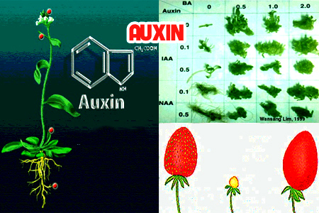 Các loại Auxin chính và đặc điểm của chúng (IAA, PAA, 4ClIAA)