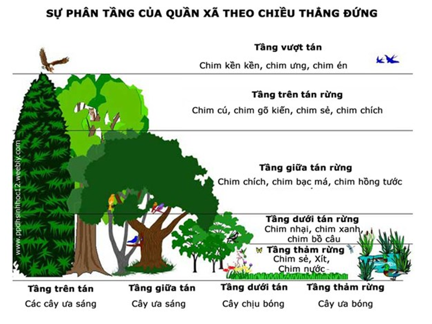 Những yếu tố ảnh hưởng đến hiệu quả thụ phấn