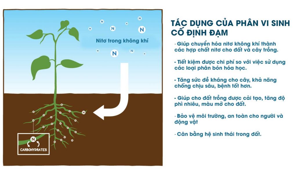 Hiệu quả của việc sử dụng vi sinh vật cố định đạm trong tăng năng suất cây trồng