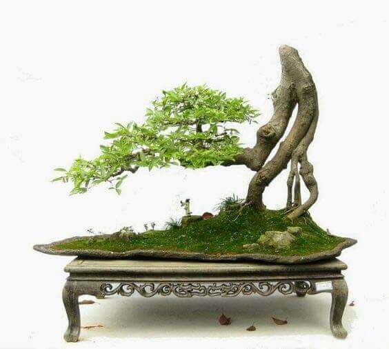 Mua cây Bonsai: Nơi bán và giá cả