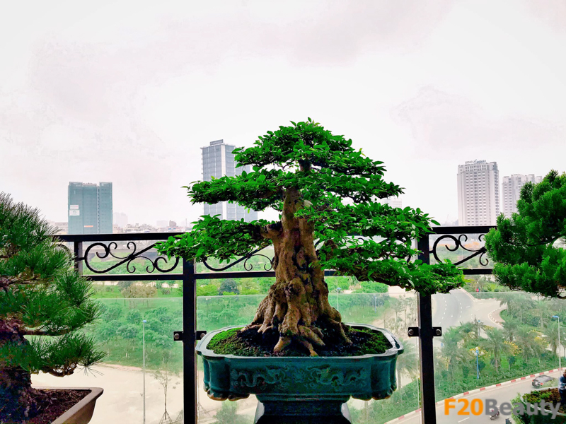 Những kiểu dáng Bonsai đẹp mắt