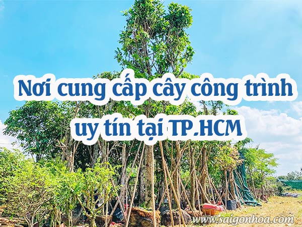 Mua cây cỏ sản ở đâu? Nguồn cung cấp uy tín