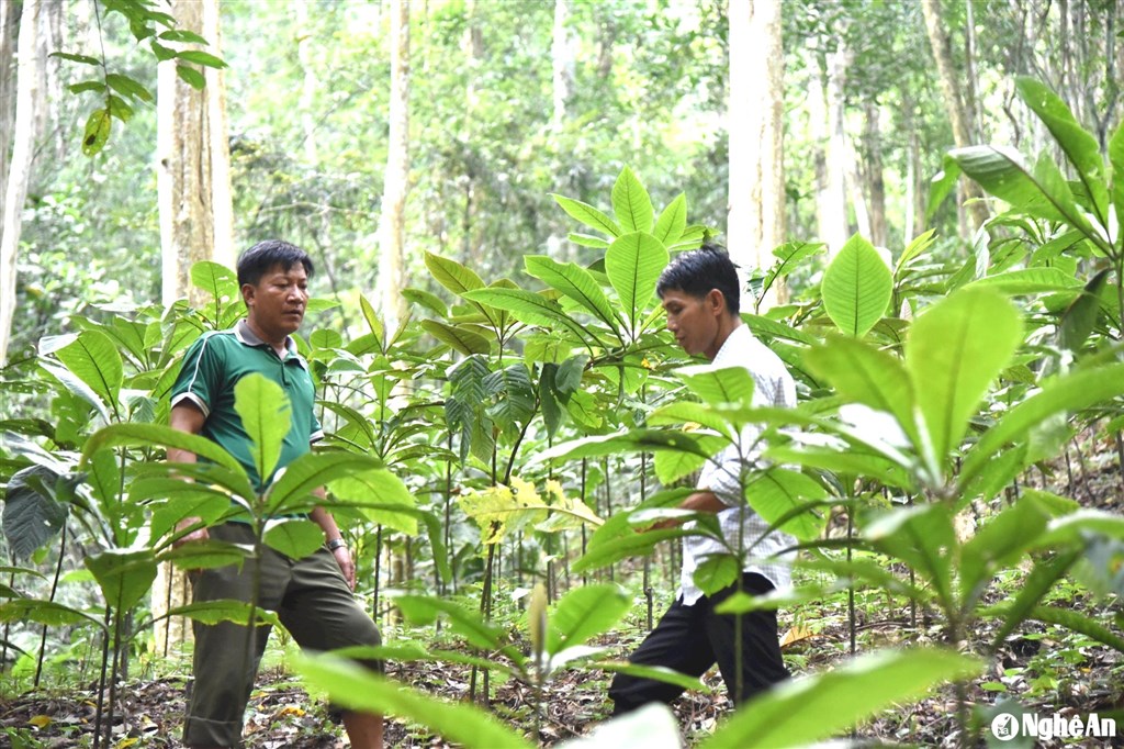 Cách đo đạc và bảo vệ tán cây