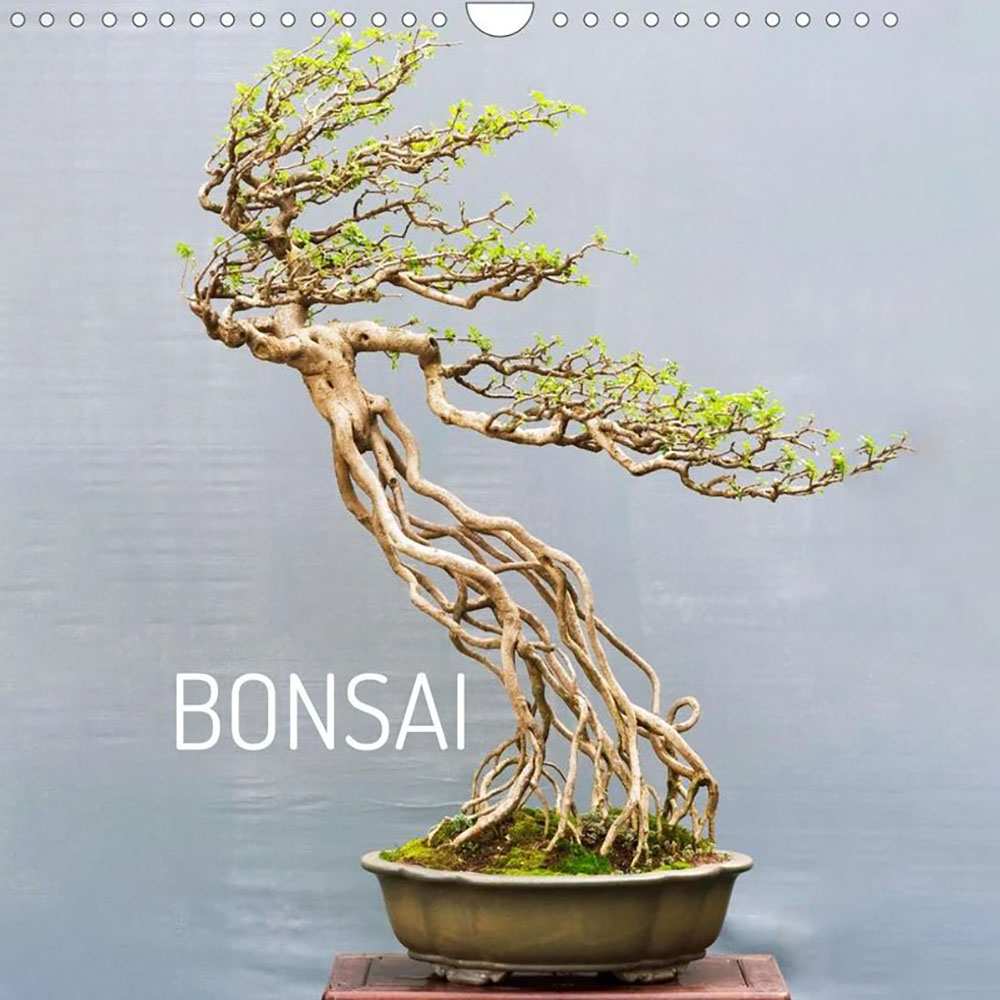 Nghệ thuật bonsai tùng bách: Các kỹ thuật tạo hình và chăm sóc bonsai