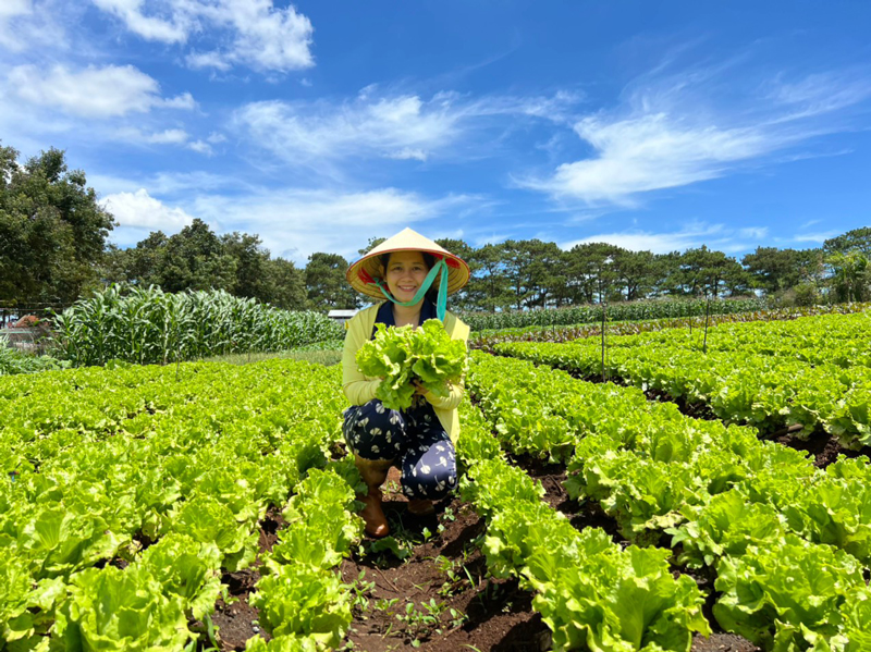 Giải quyết vấn đề sâu bệnh và sử dụng phân bón trong xen canh