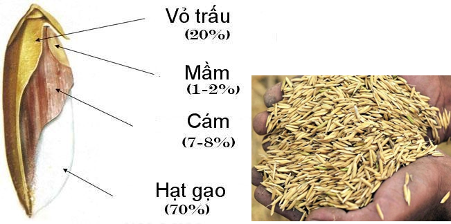 Các câu hỏi thường gặp về vỏ trấu