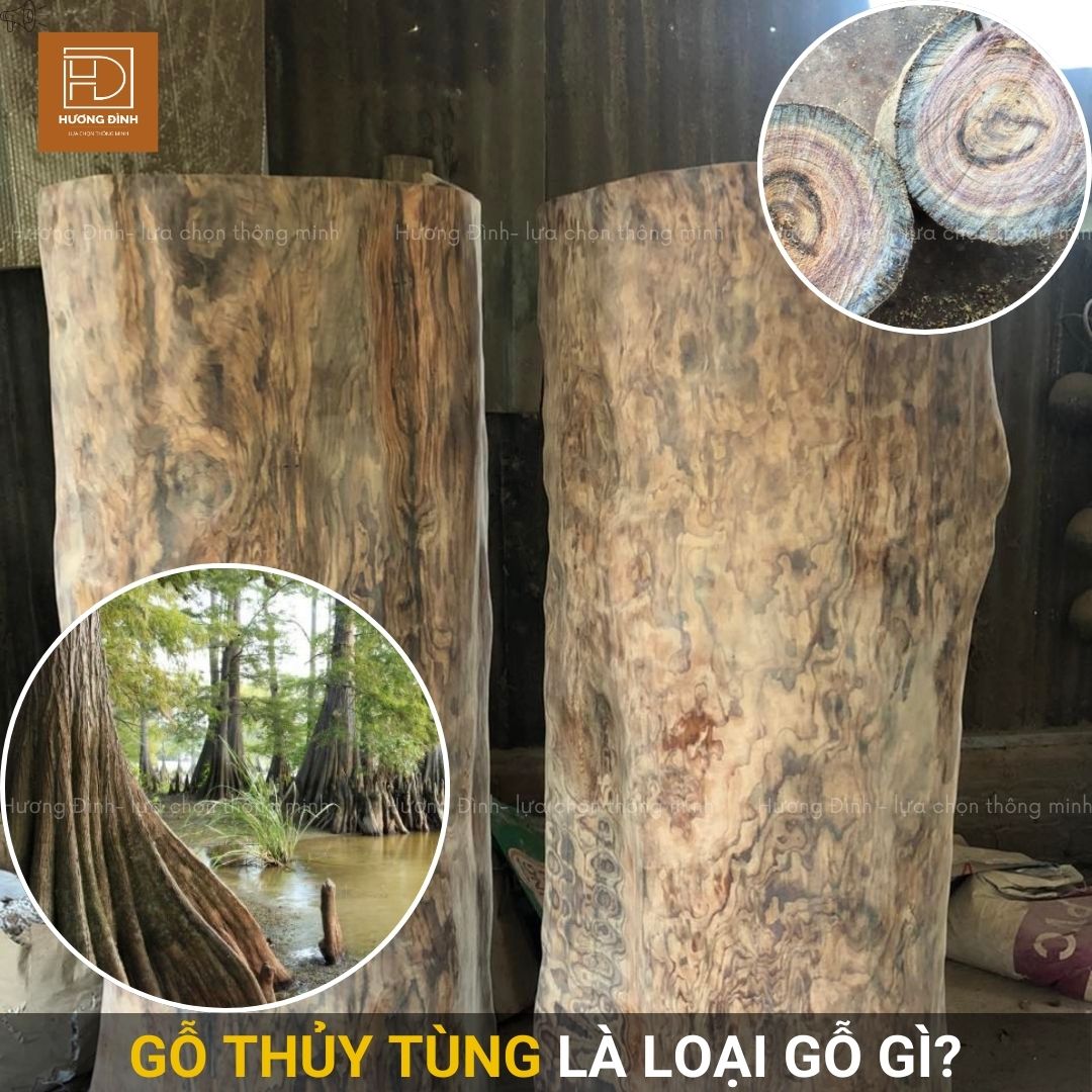 So sánh gỗ thủy tùng với các loại gỗ quý khác (pơ mu, trầm hương)