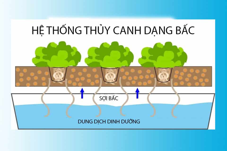 Thiết bị cần thiết cho hệ thống thủy canh: Hướng dẫn lựa chọn