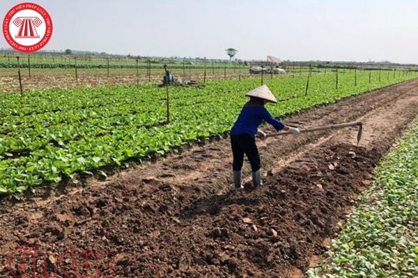 Thu hoạch và năng suất cây hàng năm trên đất khác nhau