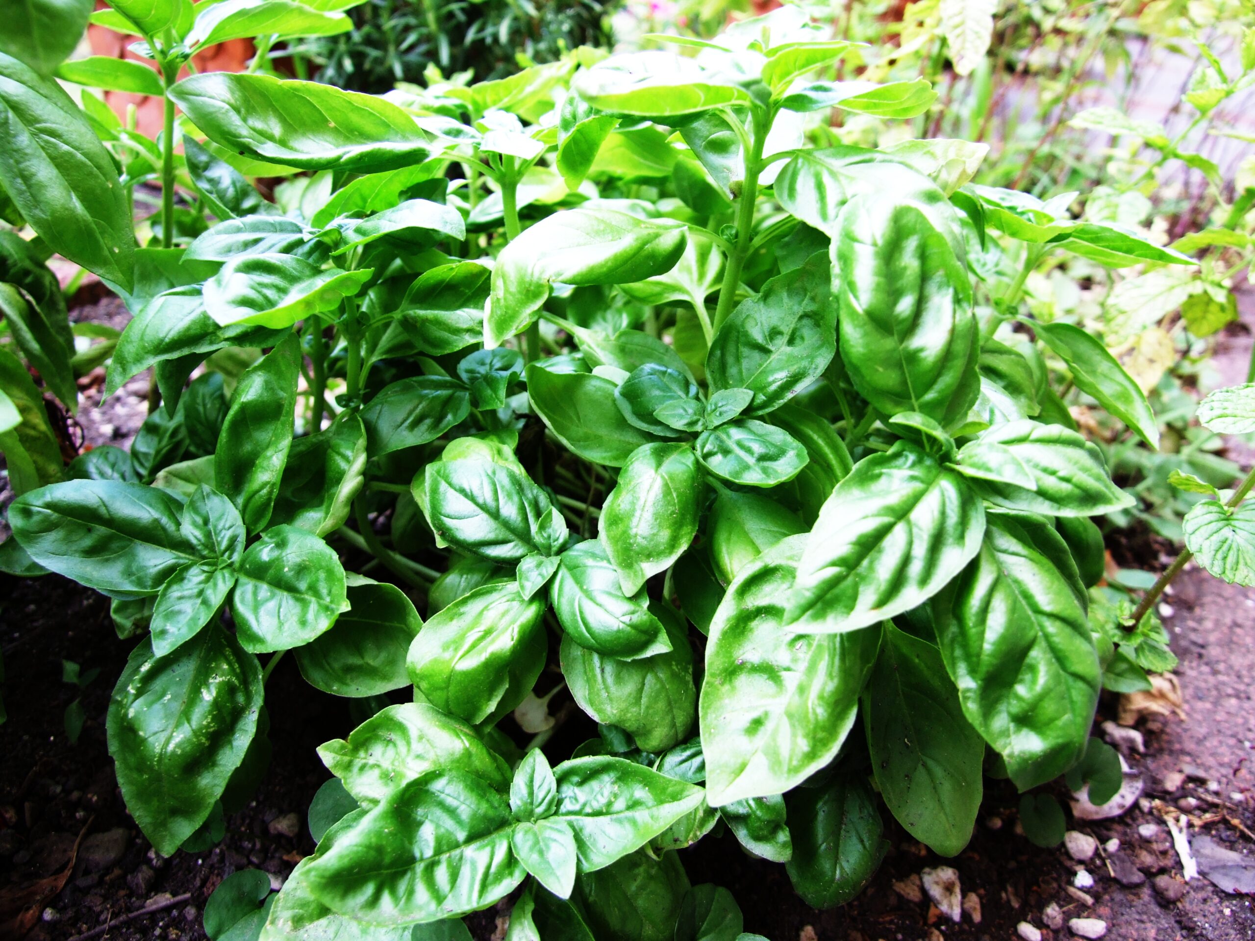 So sánh các loại húng quế: Sweet Basil, Thai Basil, Genovese Basil