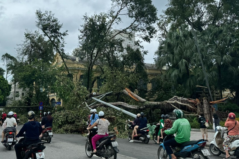 Những câu chuyện và hình ảnh liên quan đến cây dậu rách trong đời sống