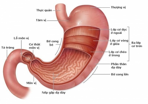 Thuốc tác động lên cơ trơn: cơ chế và ứng dụng trong điều trị