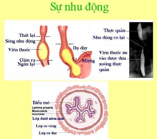 Điều khiển thần kinh và nội tiết của cơ trơn