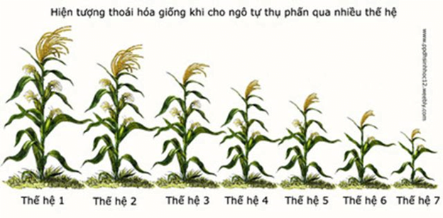 Ví dụ về thụ phấn ở một số loài cây trồng phổ biến