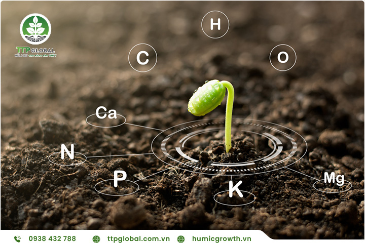 Giá lân hữu cơ trên thị trường hiện nay và nơi mua phân bón hữu cơ chất lượng