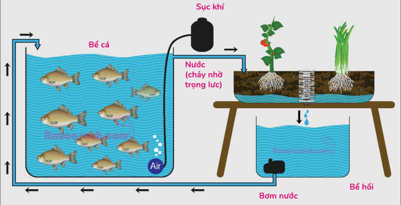 So sánh Aquaponics với các phương pháp trồng trọt và nuôi trồng khác