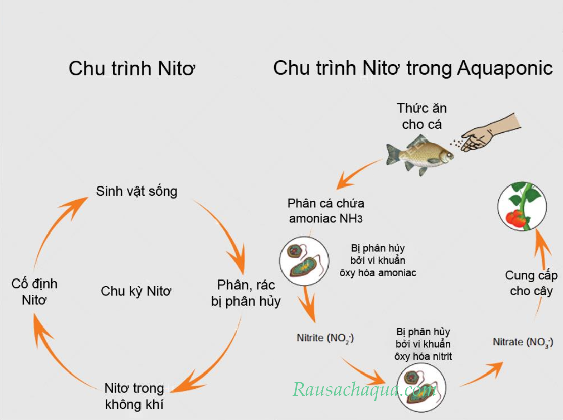 Quá trình hoạt động của hệ thống Aquaponics và vai trò của vi khuẩn nitrat hóa