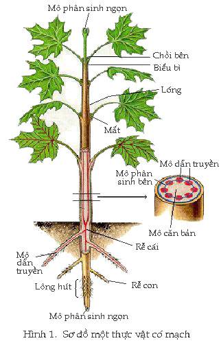 Chồi nách trên các loại cây khác nhau: ví dụ và phân tích