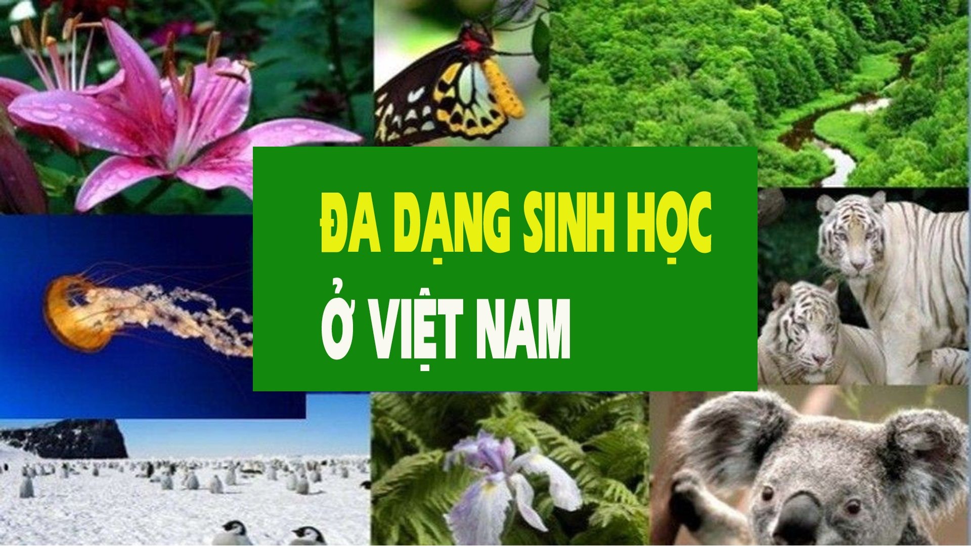 Phù sa và các hệ sinh thái: Sự ảnh hưởng đến đa dạng sinh học