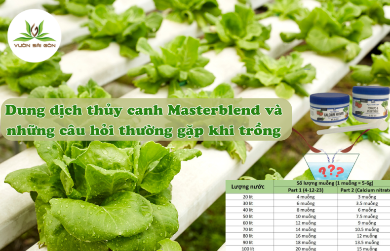 Những câu hỏi thường gặp về bột thủy canh