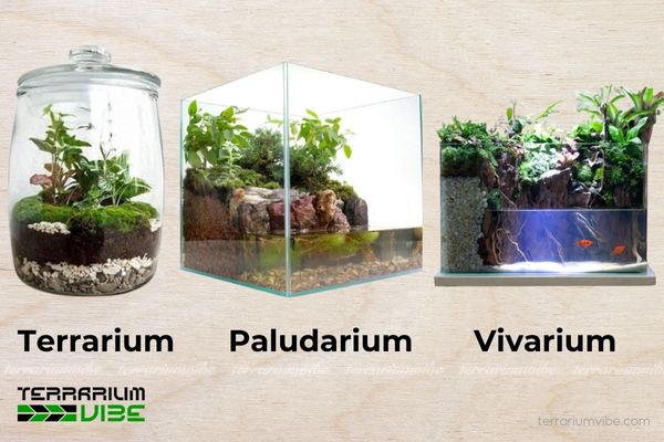 Những lưu ý quan trọng khi nuôi động vật trong Vivarium