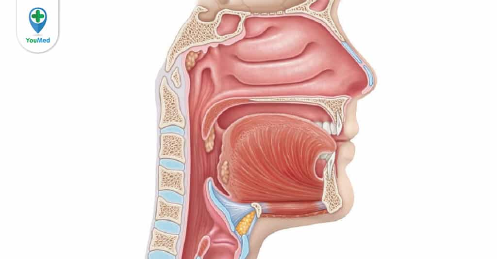 Hình ảnh minh họa về lưỡi gà và vị trí của nó trong hệ hô hấp