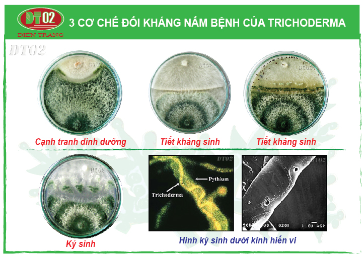 So sánh Trichoderma với các phương pháp phòng trừ bệnh hại khác