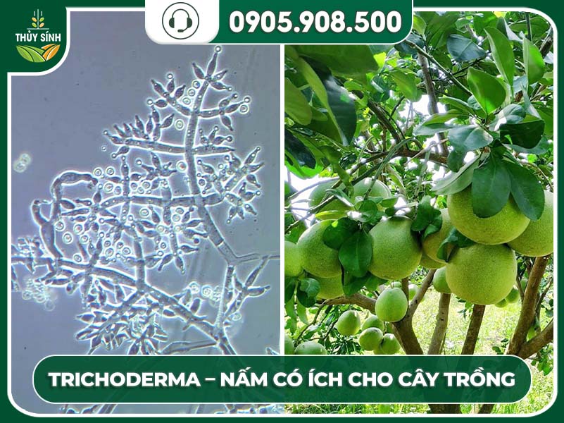 Những câu hỏi thường gặp về nấm Trichoderma