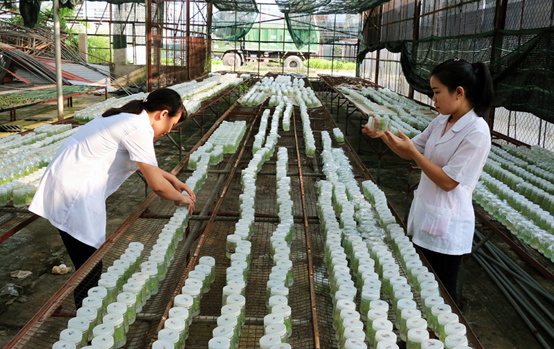 Các trung tâm nghiên cứu và ứng dụng nhân giống hàng đầu