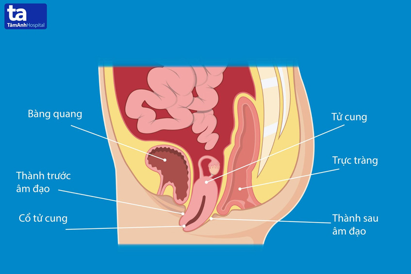 Các vấn đề thường gặp ở đáy chậu và cách xử lý